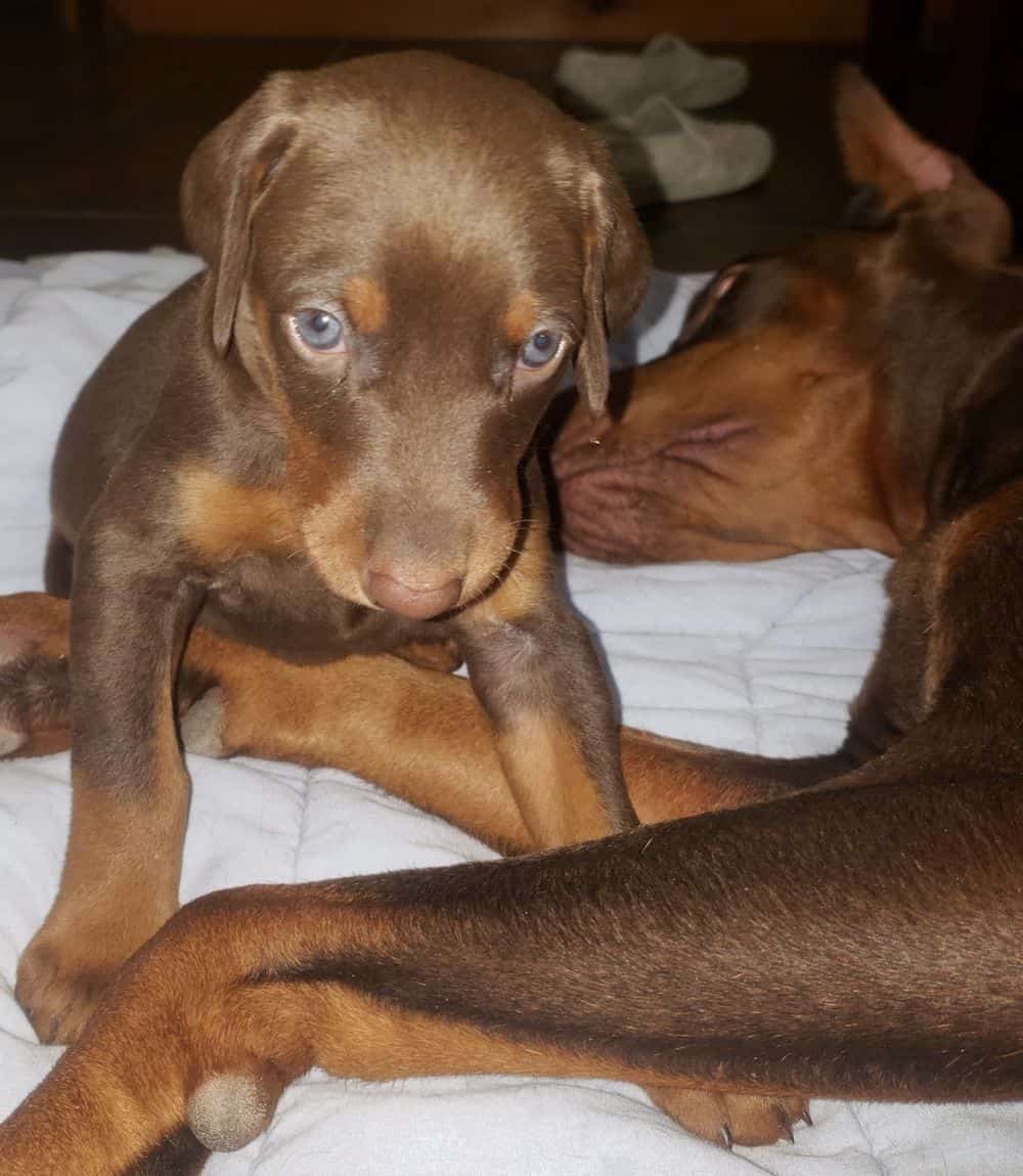 4 week old Doberman pinscher puppy