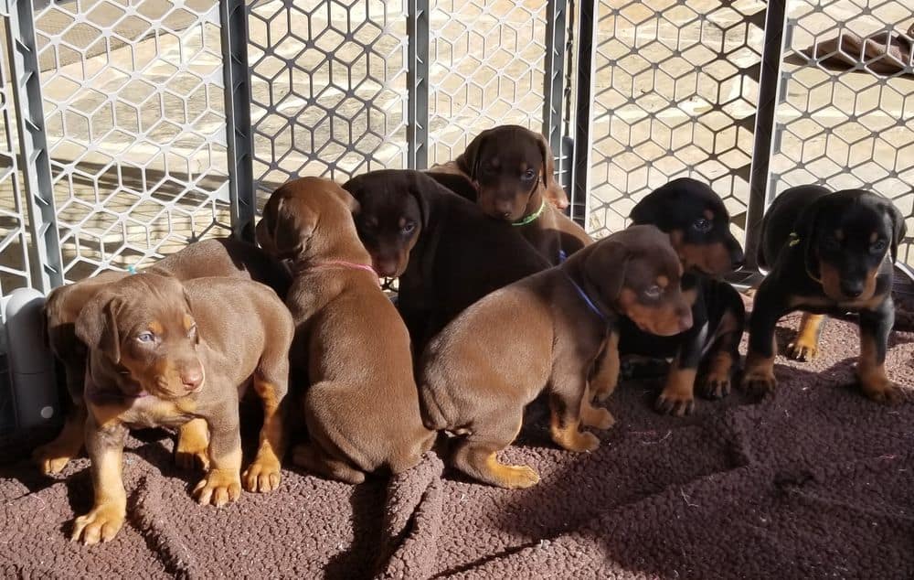 4 week old Doberman pinscher puppies outside