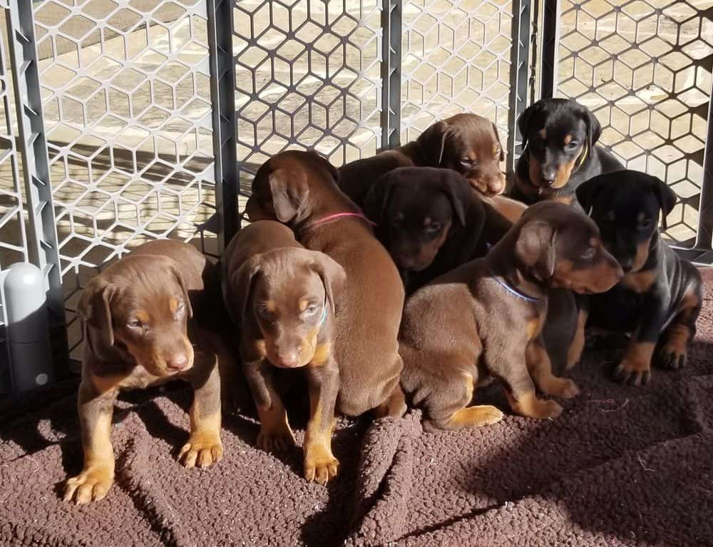 4 week old Doberman pinscher puppies outside