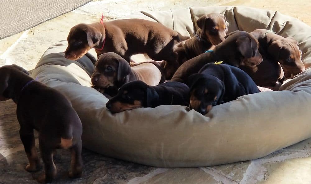 Doberman pinscher puppies outside