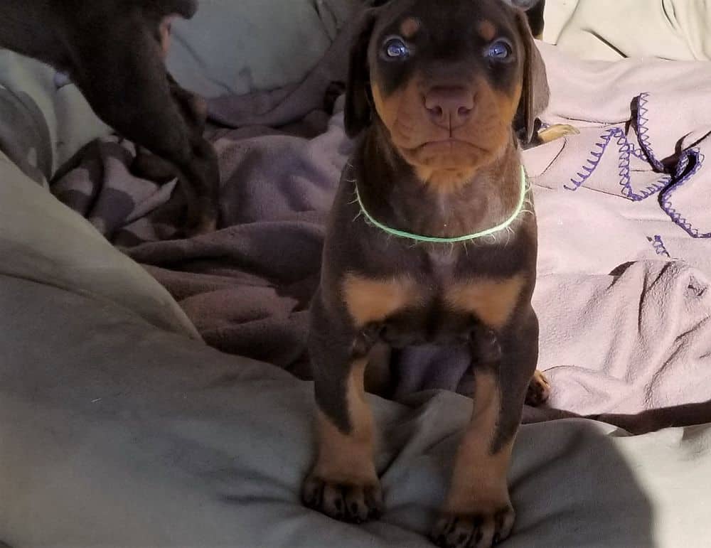 Doberman pinscher puppies outside