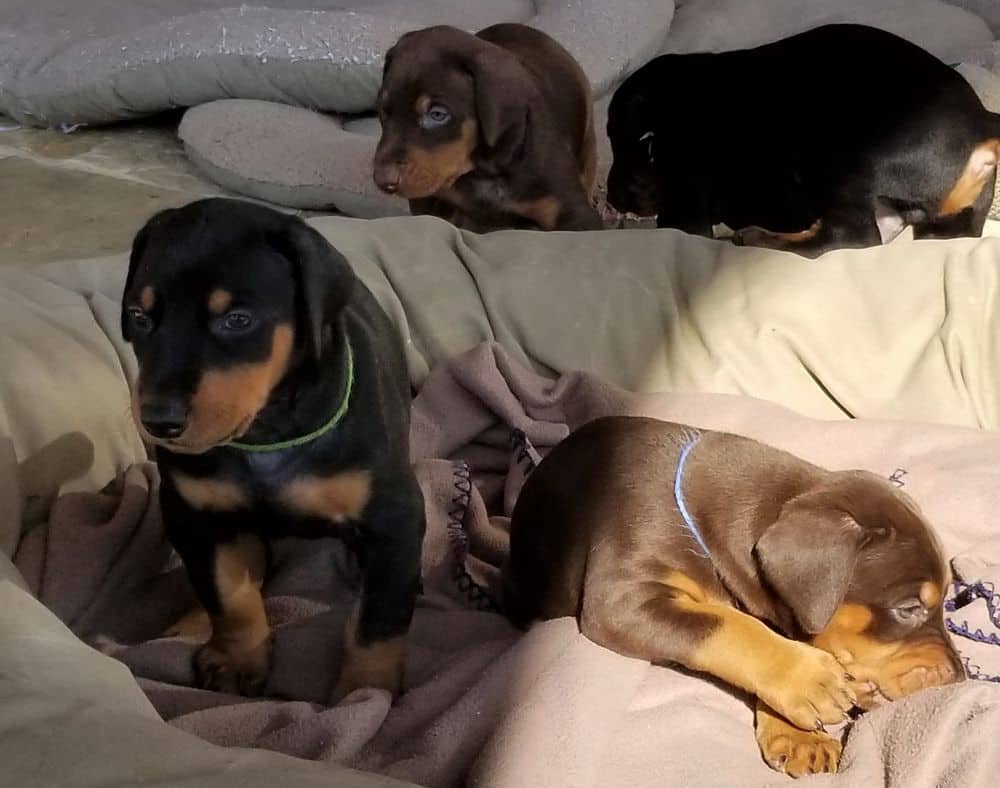 Doberman pinscher puppies outside