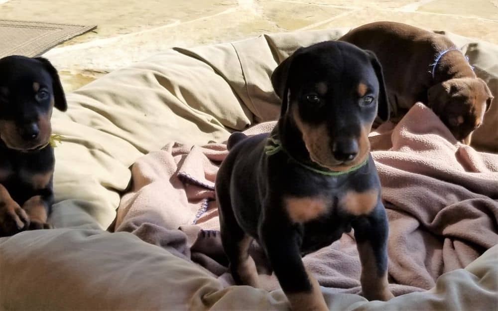 Doberman pinscher puppies outside