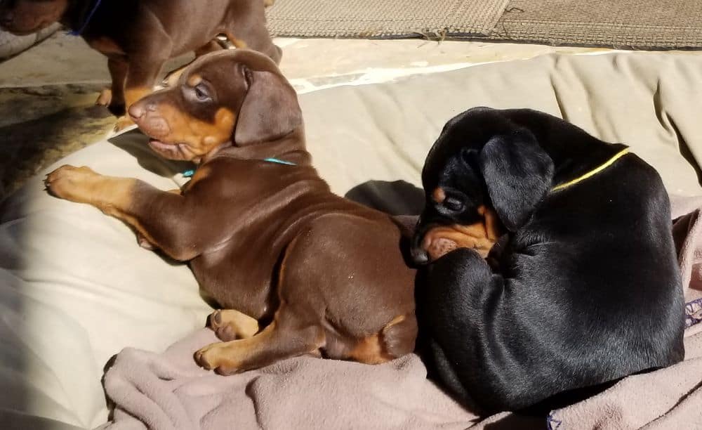 Doberman pinscher puppies outside