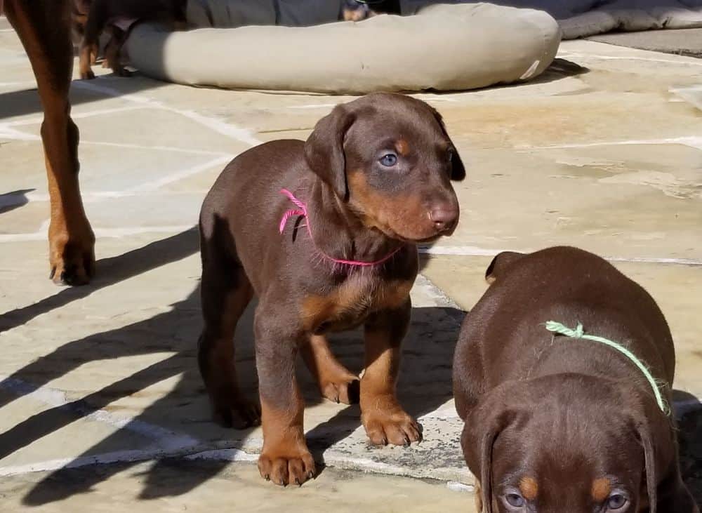 Doberman pinscher puppies outside