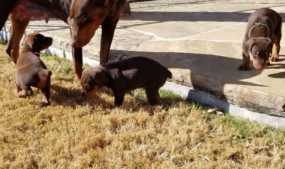 Doberman pinscher puppies outside