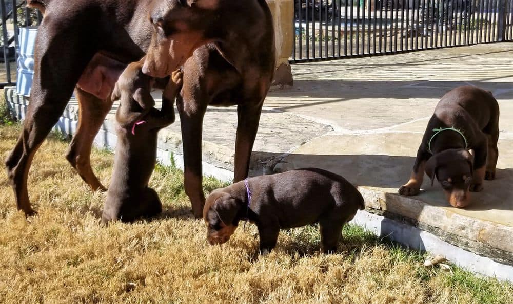 Doberman pinscher puppies outside