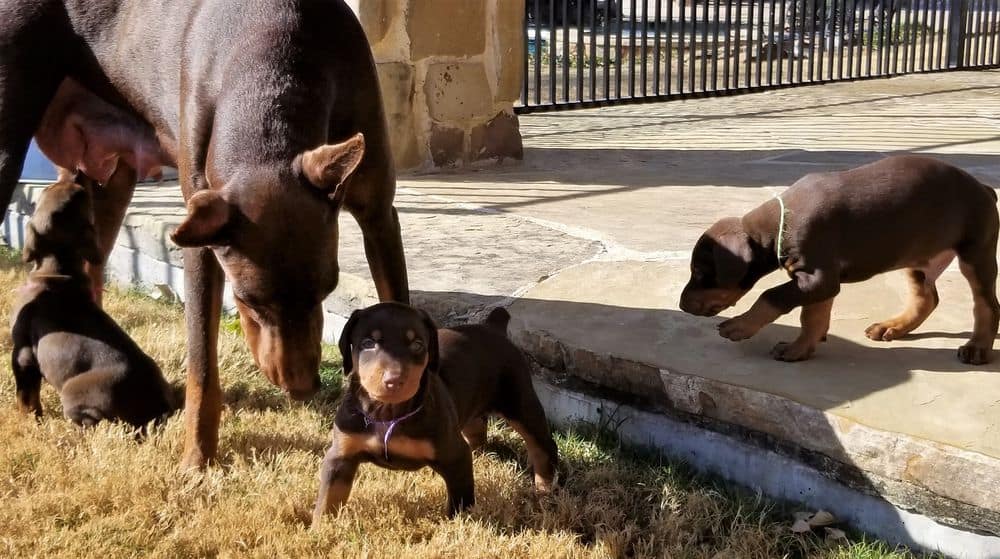 Doberman pinscher puppies outside