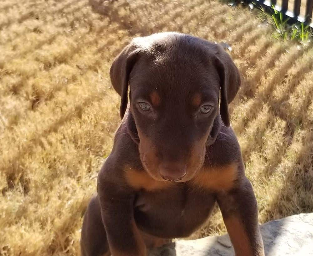 Doberman pinscher puppies outside