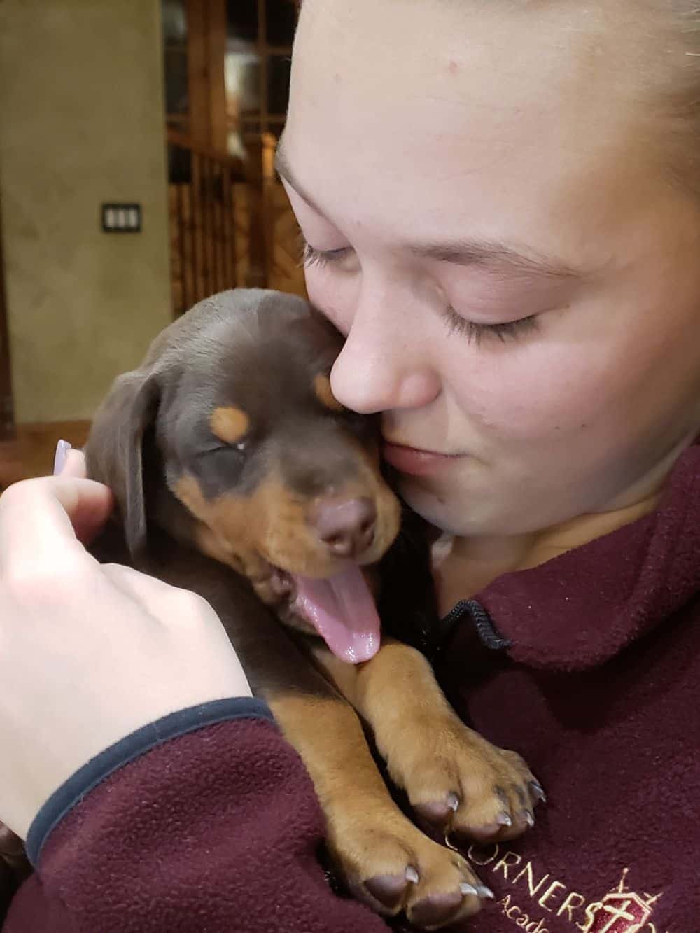 Doberman pinscher female puppy