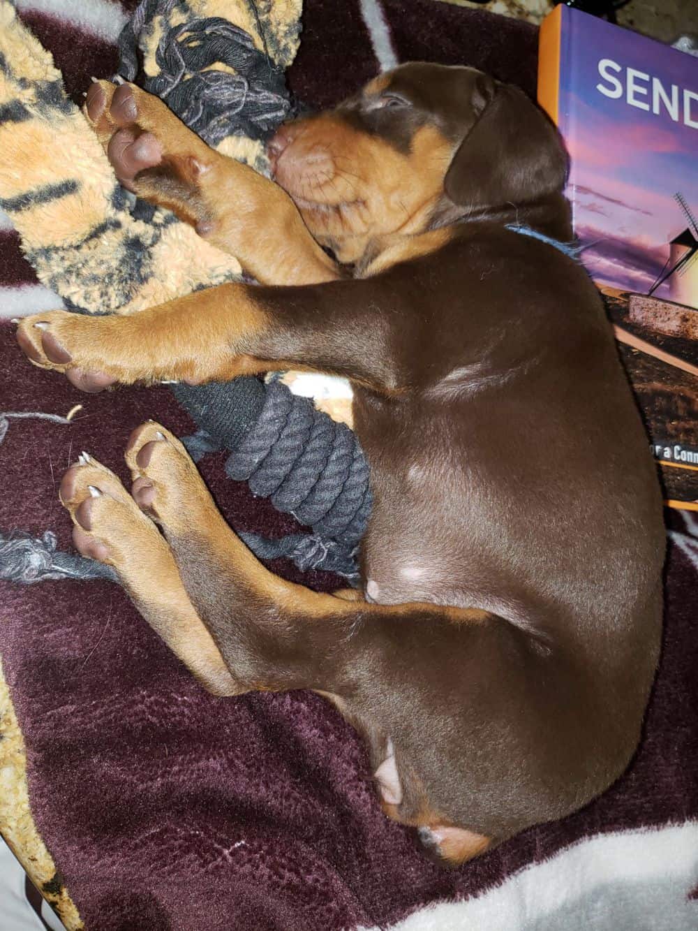 Doberman pinscher female puppy