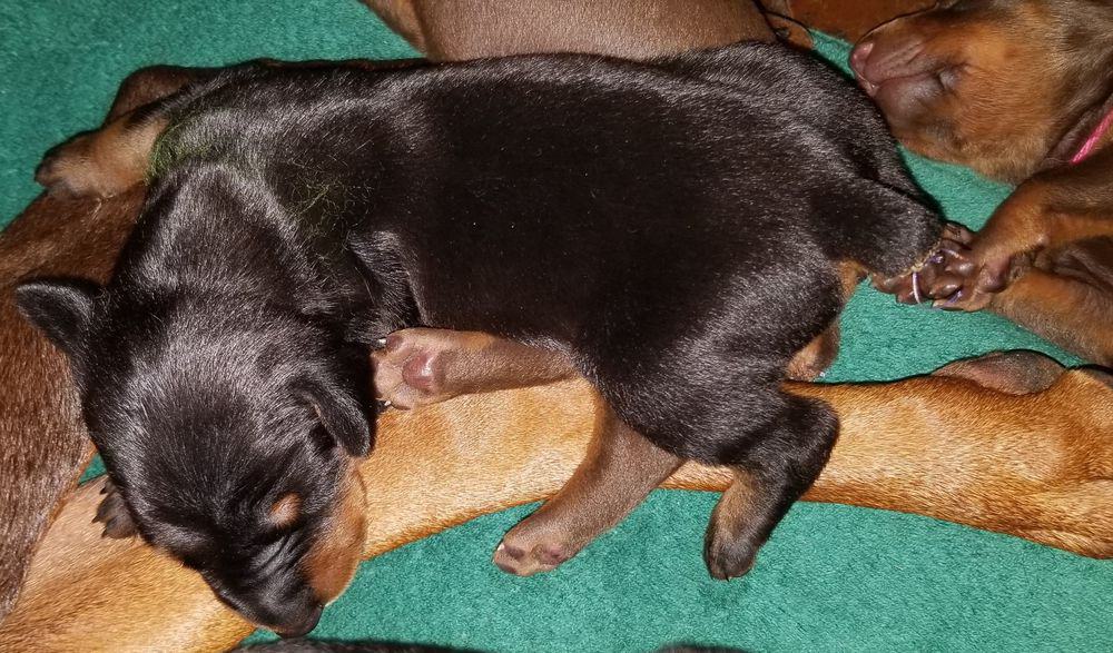 1 week old doberman puppies