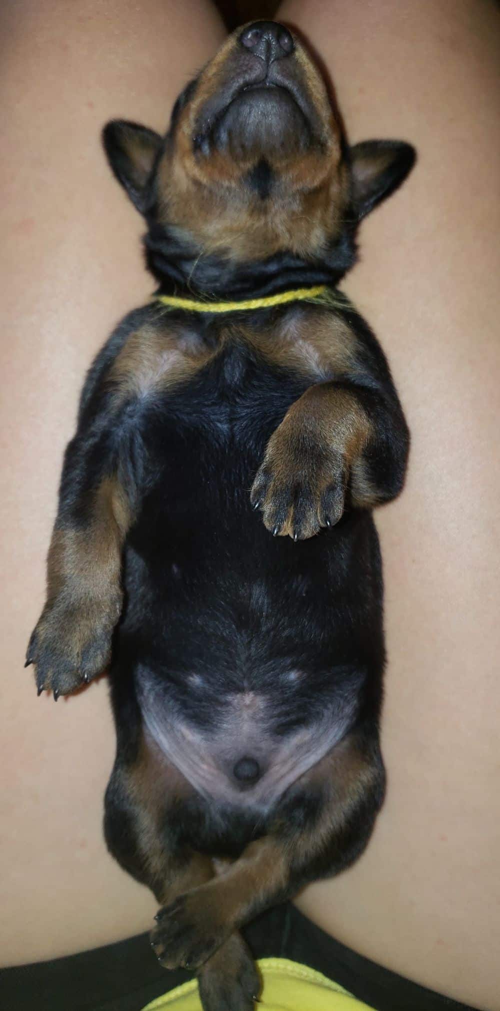 1 week old doberman puppies