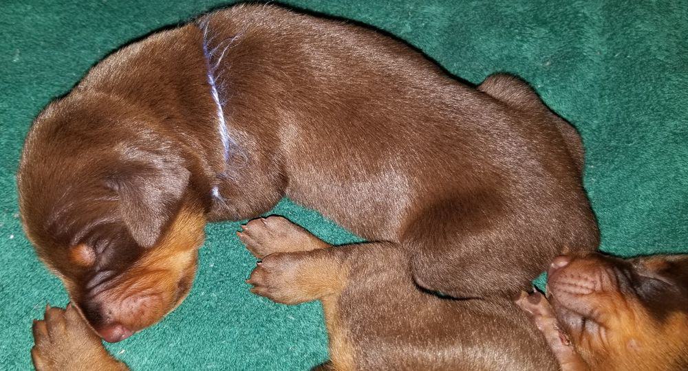 1 week old doberman puppies