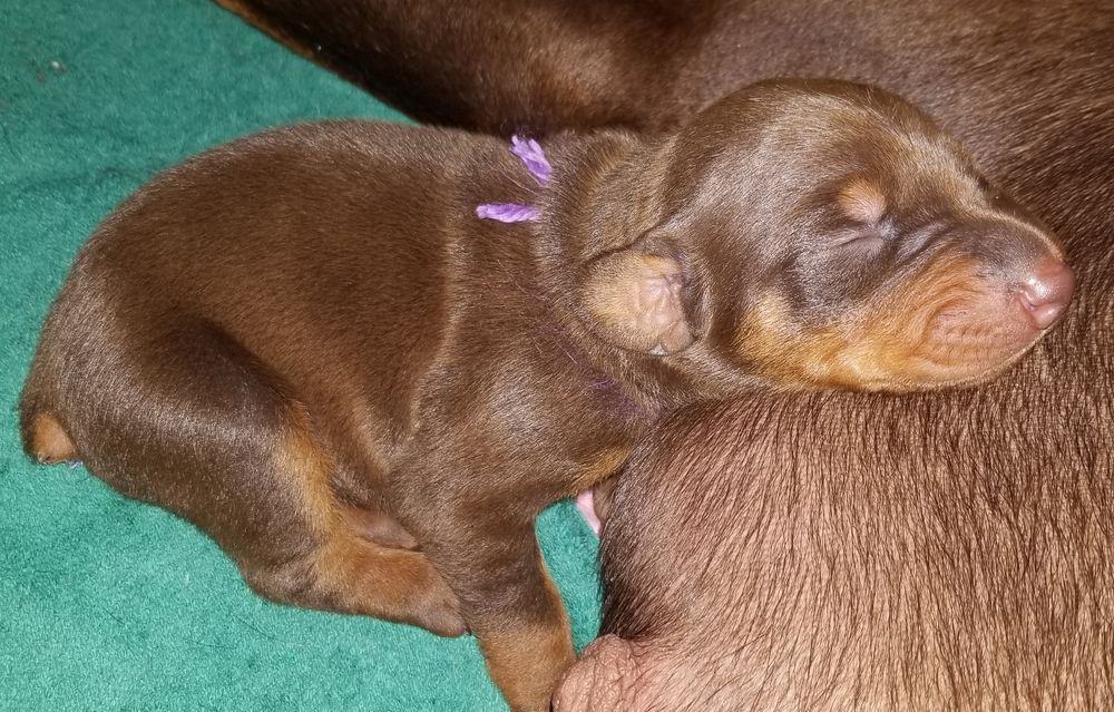 1 week old doberman puppies