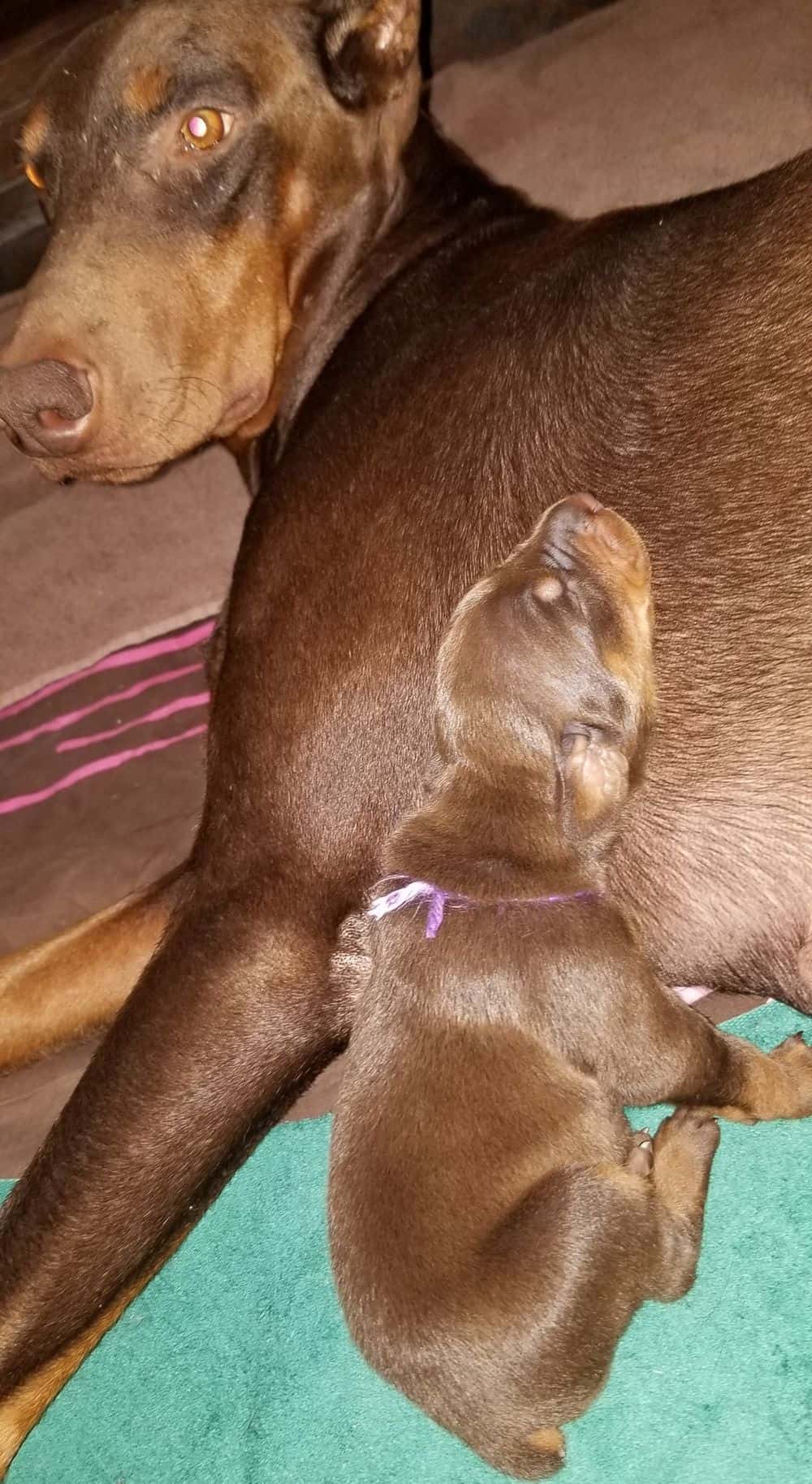 1 week old doberman puppies