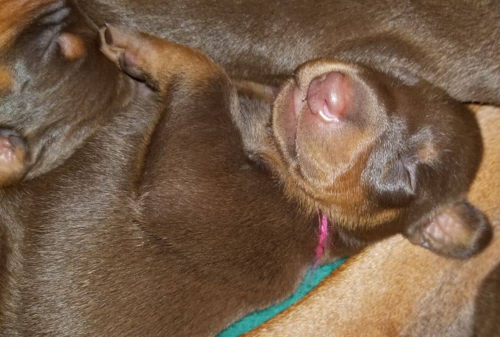 1 week old doberman puppies