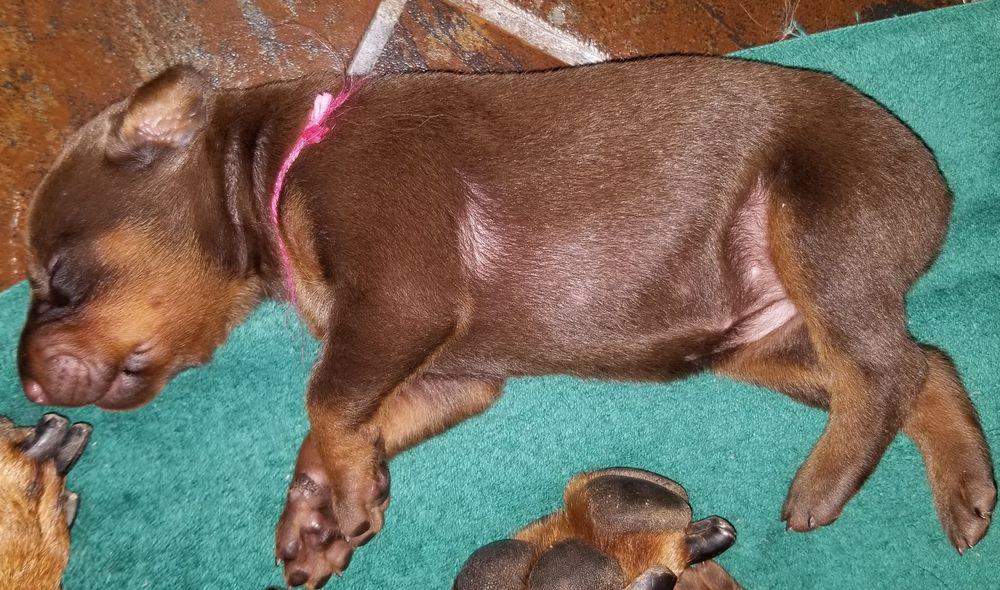 1 week old doberman puppies