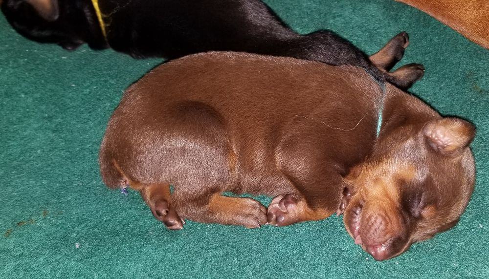 1 week old doberman puppies