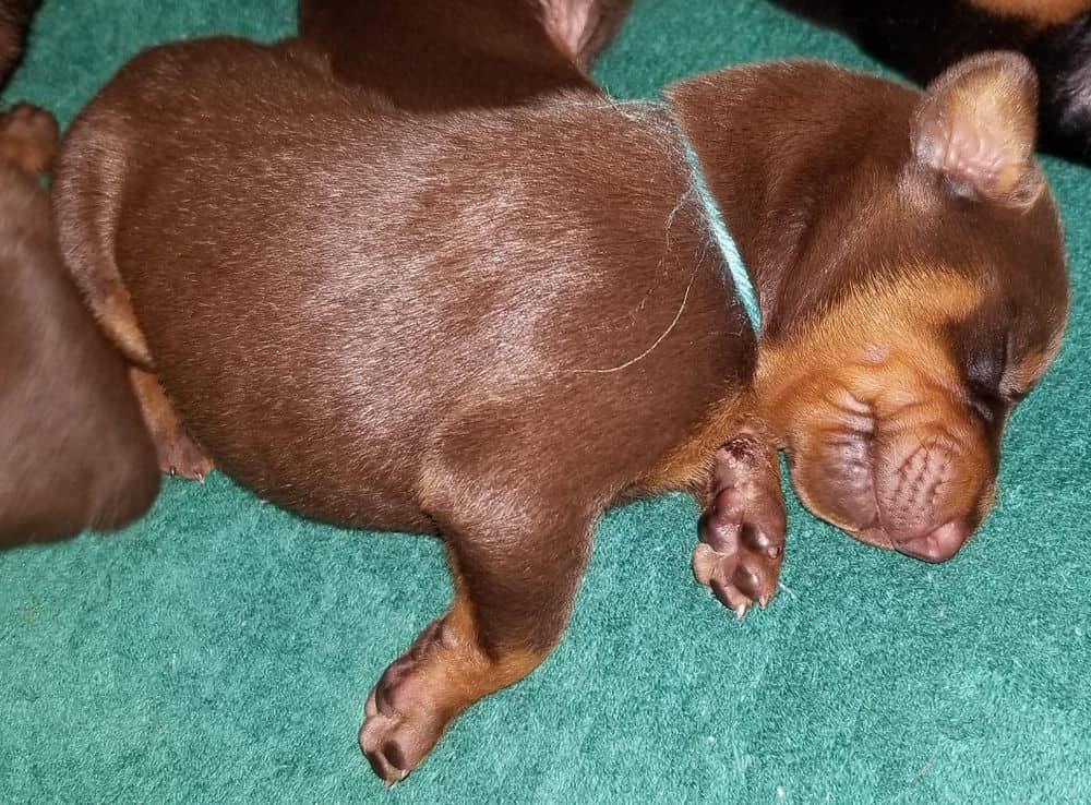 1 week old doberman puppies