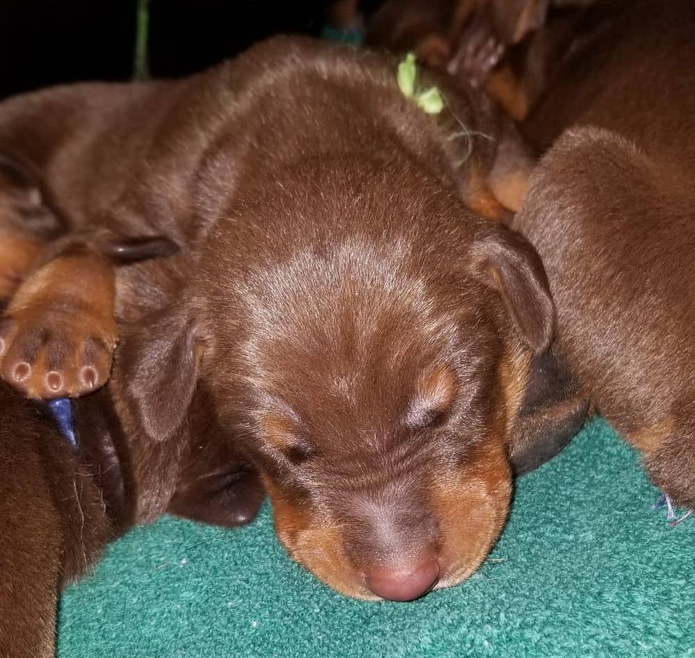 1 week old doberman puppies