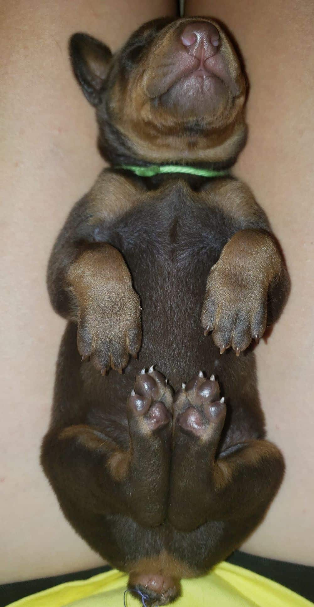 1 week old doberman puppies