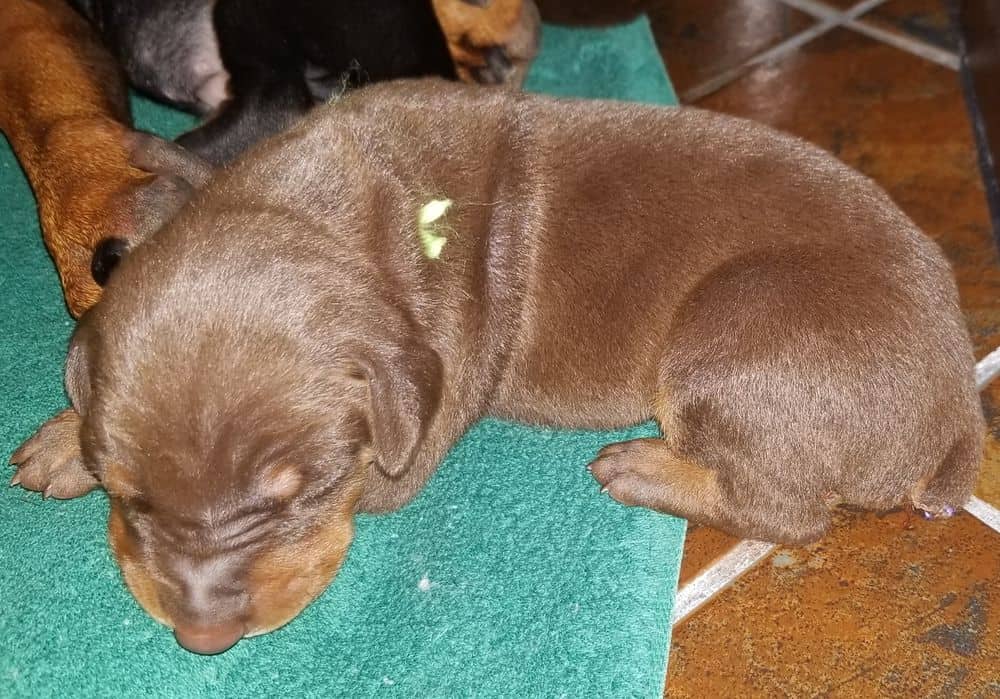 1 week old doberman puppies