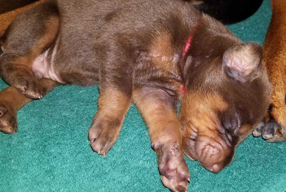 1 week old doberman puppies