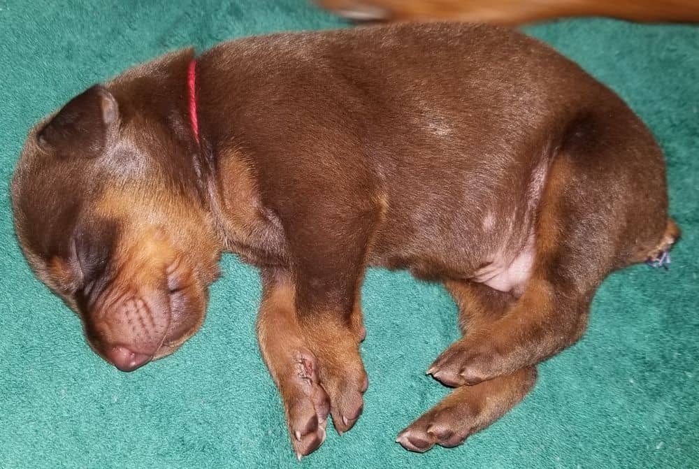 1 week old doberman puppies