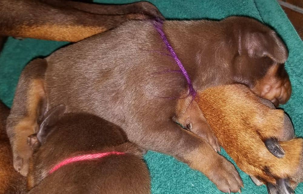 1 week old doberman puppies