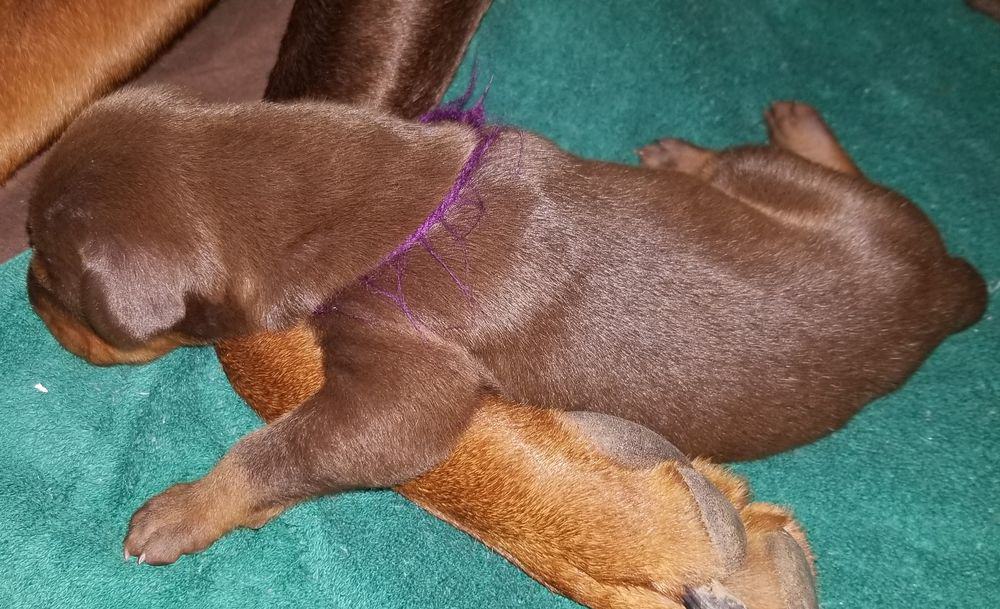 1 week old doberman puppies