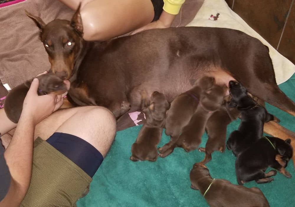 1 week old doberman puppies