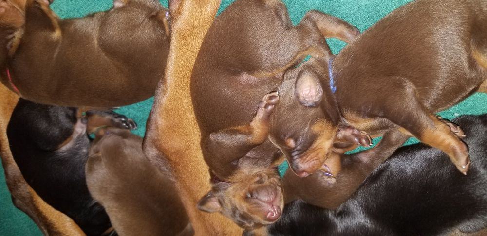 1 week old doberman puppies