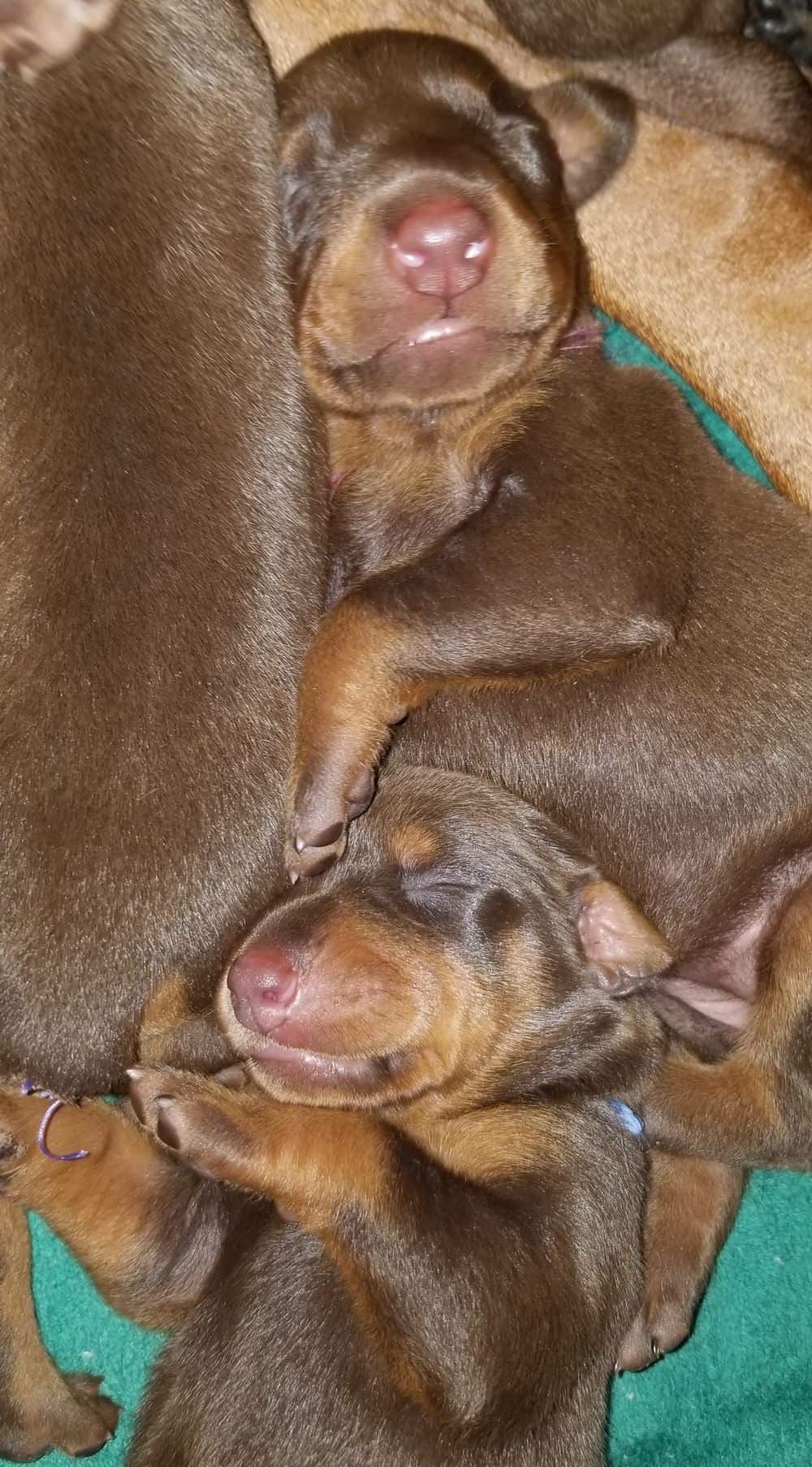 1 week old doberman puppies