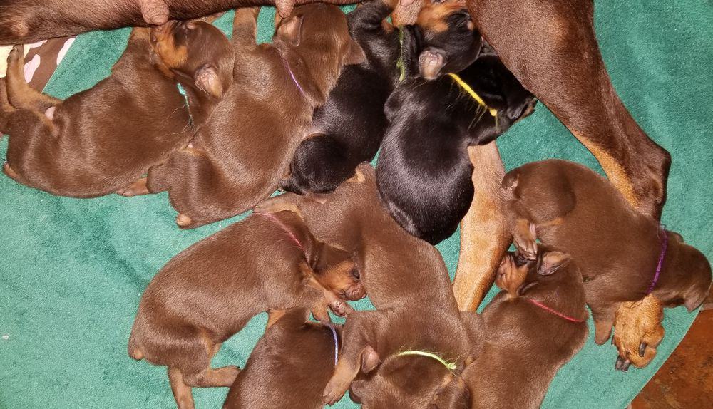 1 week old doberman puppies