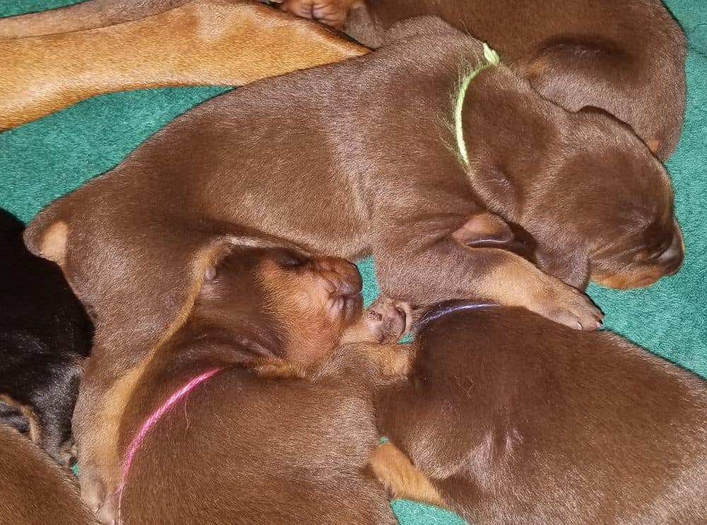 1 week old doberman puppies