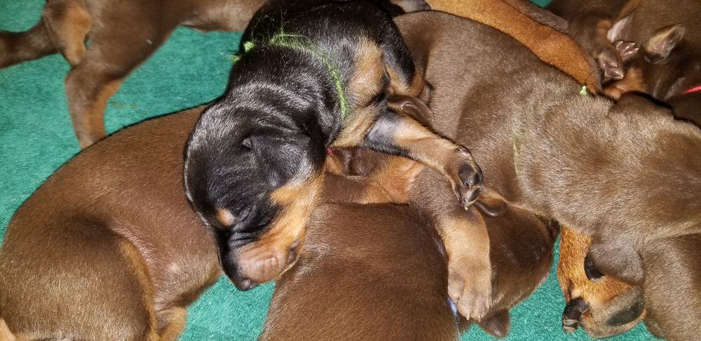 1 week old doberman puppies