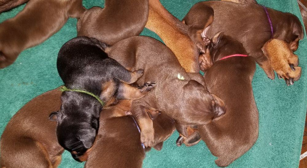 1 week old doberman puppies