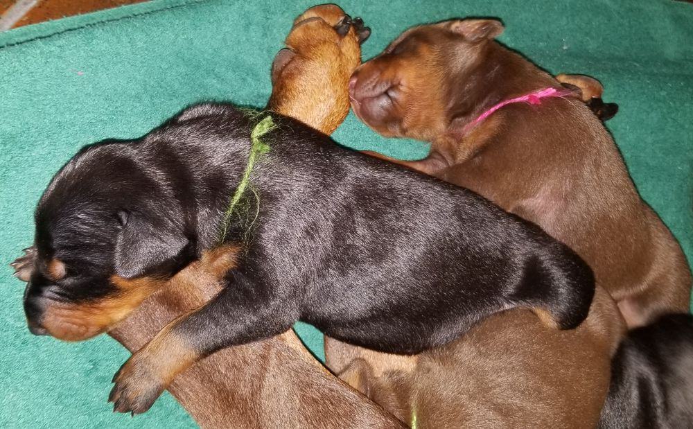 1 week old doberman puppies