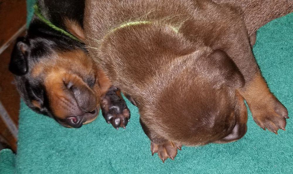 1 week old doberman puppies