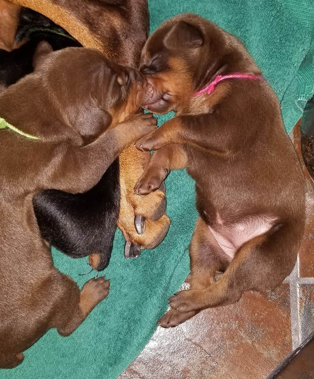 1 week old doberman puppies