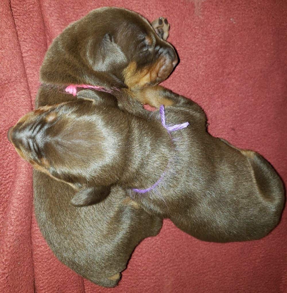 1 week old doberman puppies