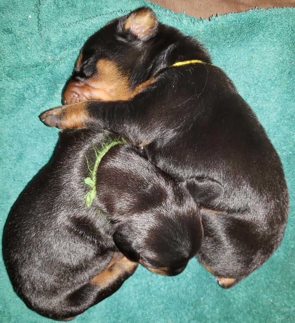 1 week old doberman puppies