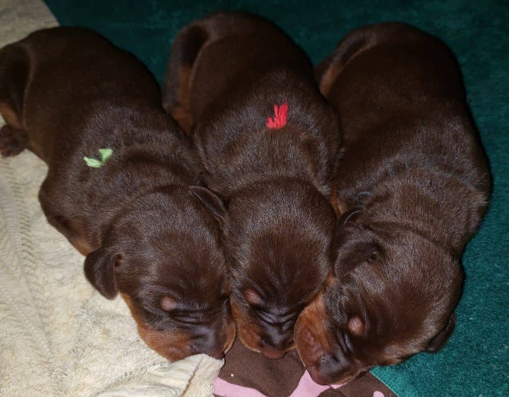 1 week old doberman puppies