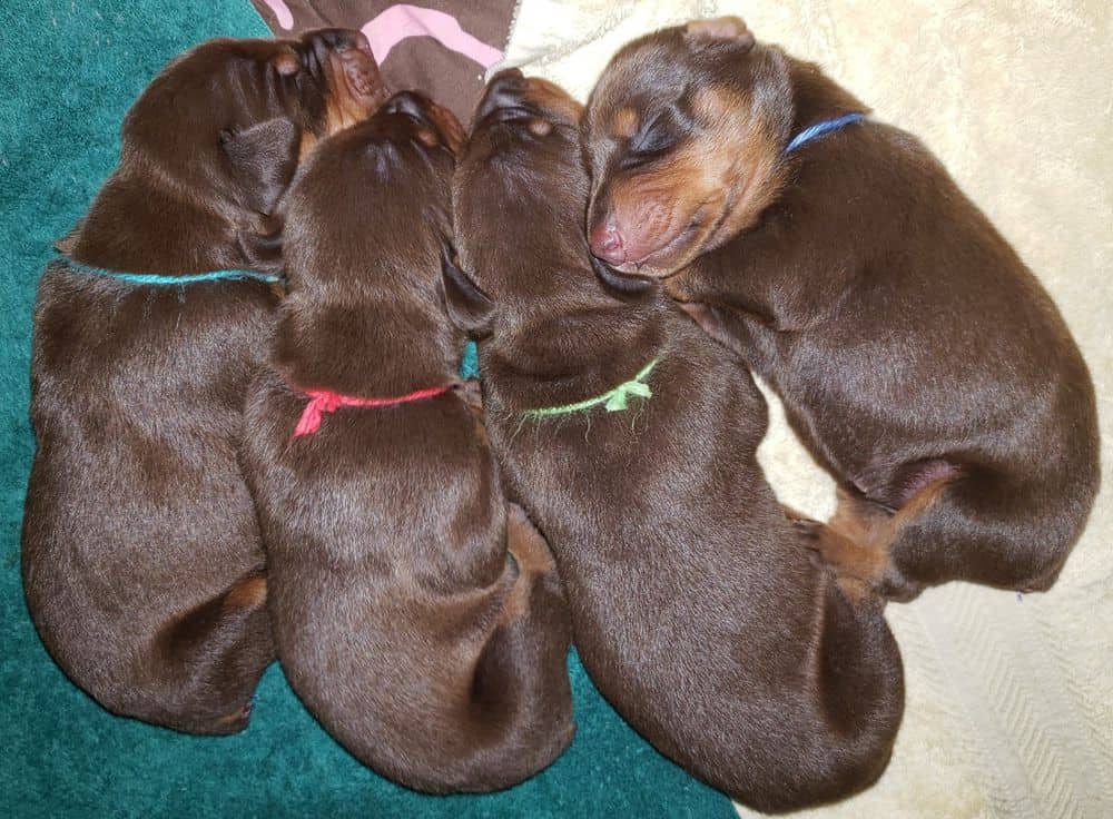 1 week old doberman puppies