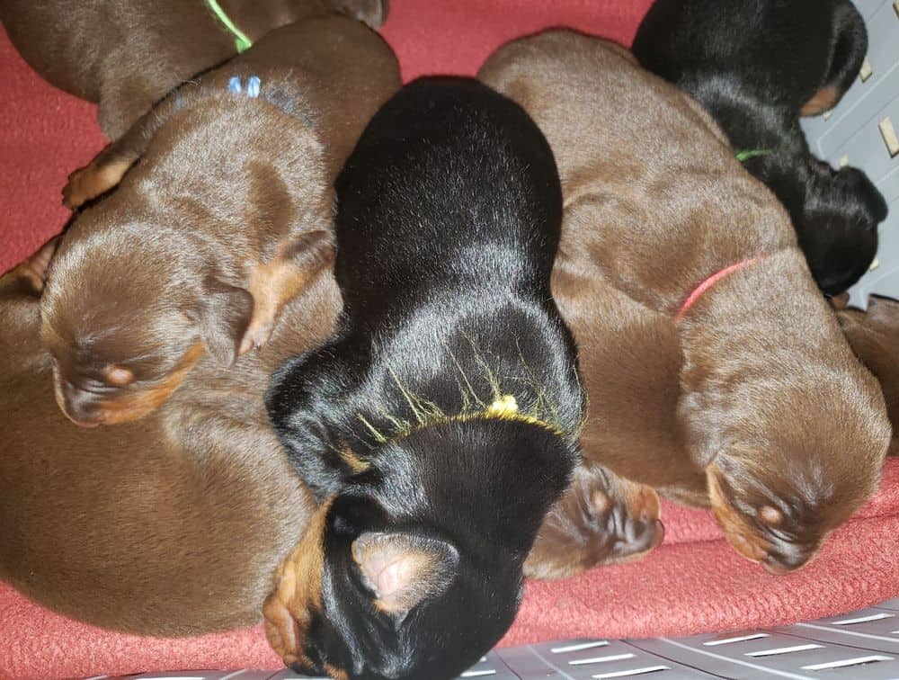 1 week old doberman puppies