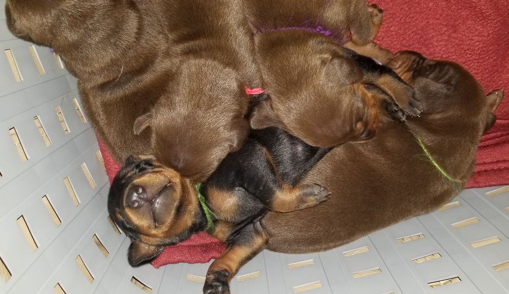 1 week old doberman puppies