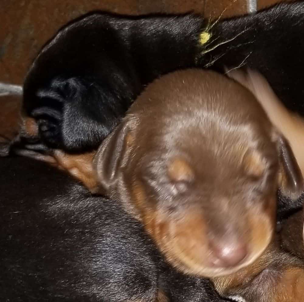 1 week old doberman puppies