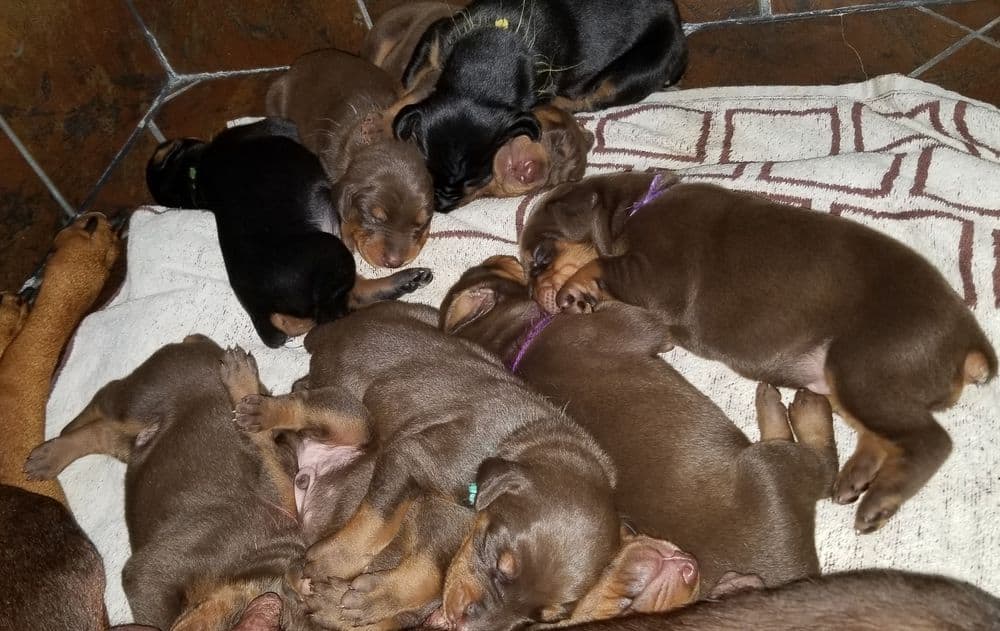 1 week old doberman puppies