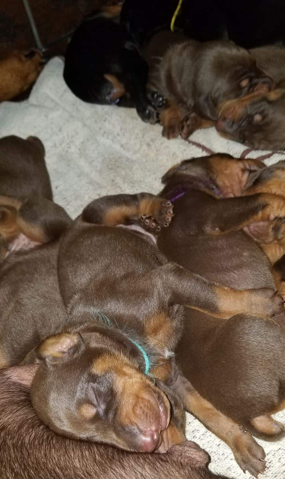 1 week old doberman puppies